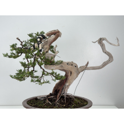 Juniperus sabina -sabina rastrera- A01622 vista 6