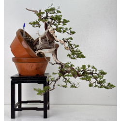 Juniperus sabina A01395