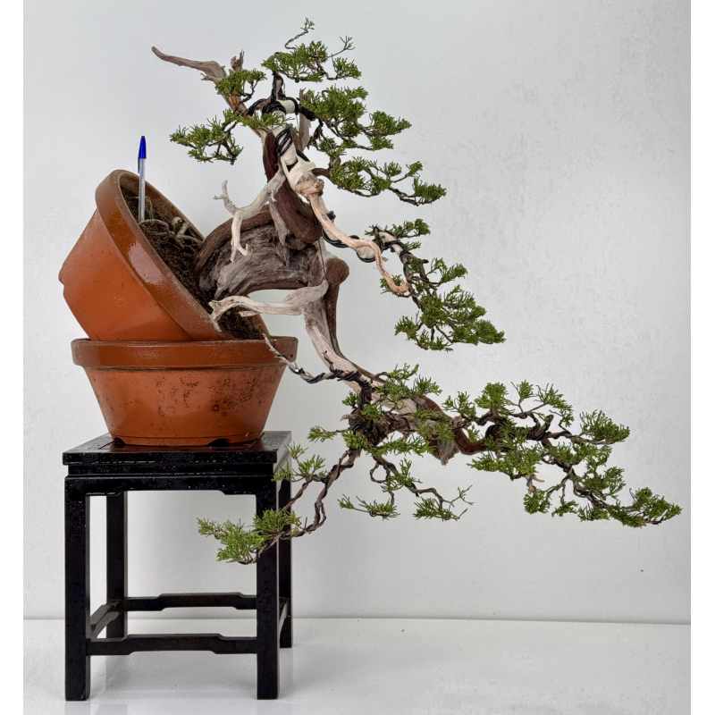 Juniperus sabina A01395