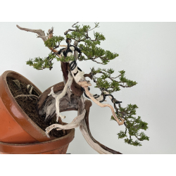 Juniperus sabina A01395 view 2