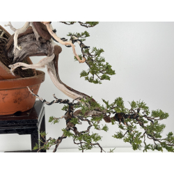 Juniperus sabina -sabina rastrera- A01395 vista 3