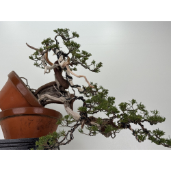 Juniperus sabina A01395 view 4