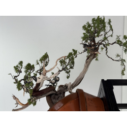 Juniperus sabina A01395 view 5