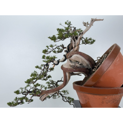 Juniperus sabina A01395 view 6