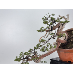 Juniperus sabina -sabina rastrera- A01395 vista 7