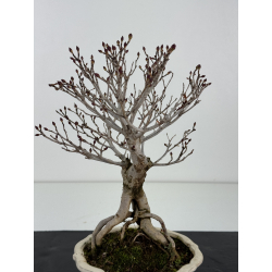 Enkianthus perulatus I-8322 vista 2