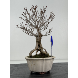 Enkianthus perulatus I-8322