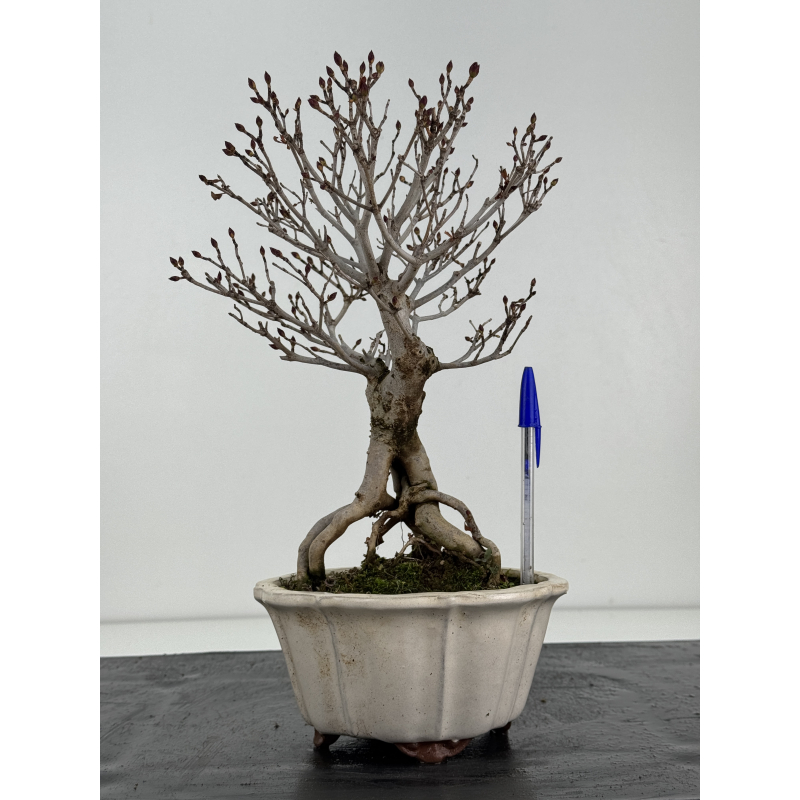 Enkianthus perulatus I-8322