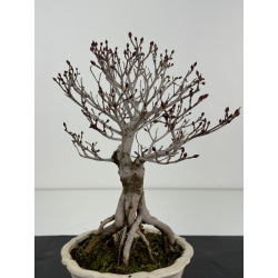 Enkianthus perulatus I-8322 vista 3