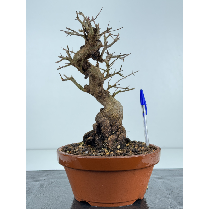 Punica granatum -granado- nejikan I-8323