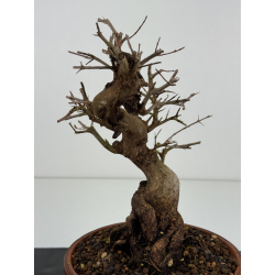 Punica granatum nejikan I-8323 view 2