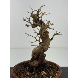 Punica granatum -granado- nejikan I-8323 vista 3