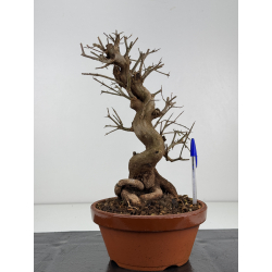 Punica granatum -granado- nejikan I-8324