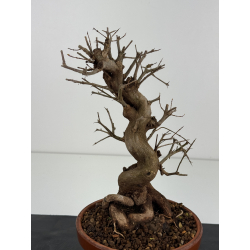 Punica granatum -granado- nejikan I-8324 vista 2