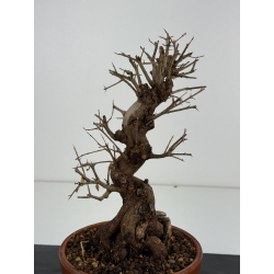 Punica granatum nejikan I-8324 view 3