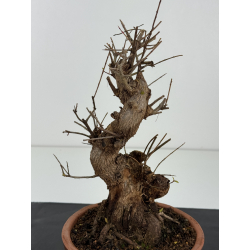 Punica granatum nejikan I-8325 view 2