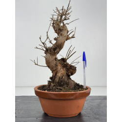 Punica granatum -granado- nejikan I-8325