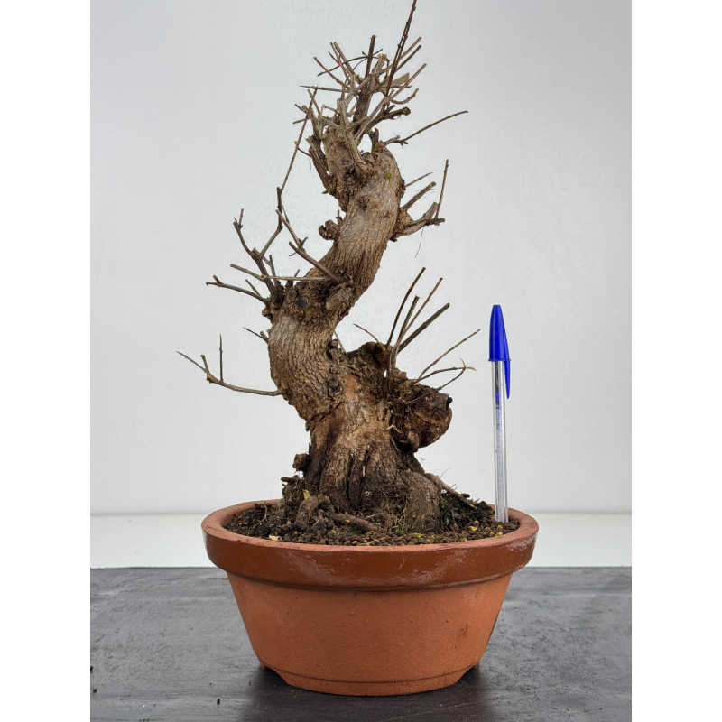 Punica granatum nejikan I-8325