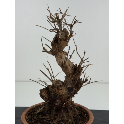 Punica granatum -granado- nejikan I-8325 vista 3