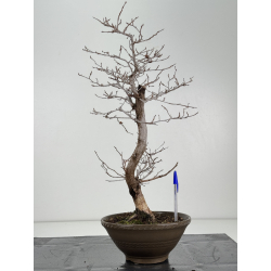 Carpinus coreana -carpe coreano- I-8326