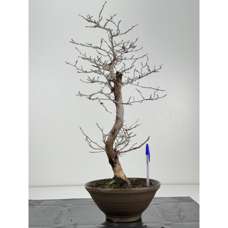 Carpinus coreana -carpe coreano- I-8326