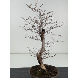 Carpinus coreana -carpe coreano- I-8326 vista 2