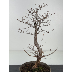 Carpinus coreana I-8326 view 3