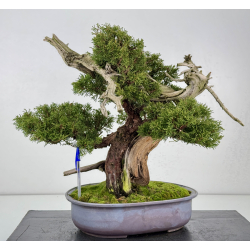 Juniperus chinensis itoigawa TANUKI I-8327