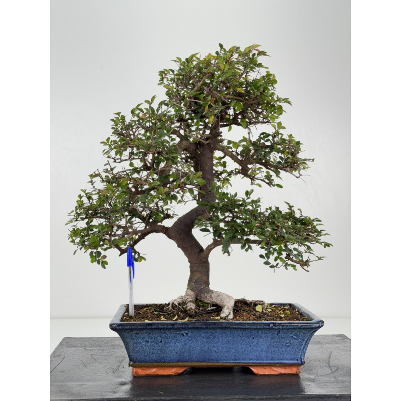 Ulmus parvifolia I-8329