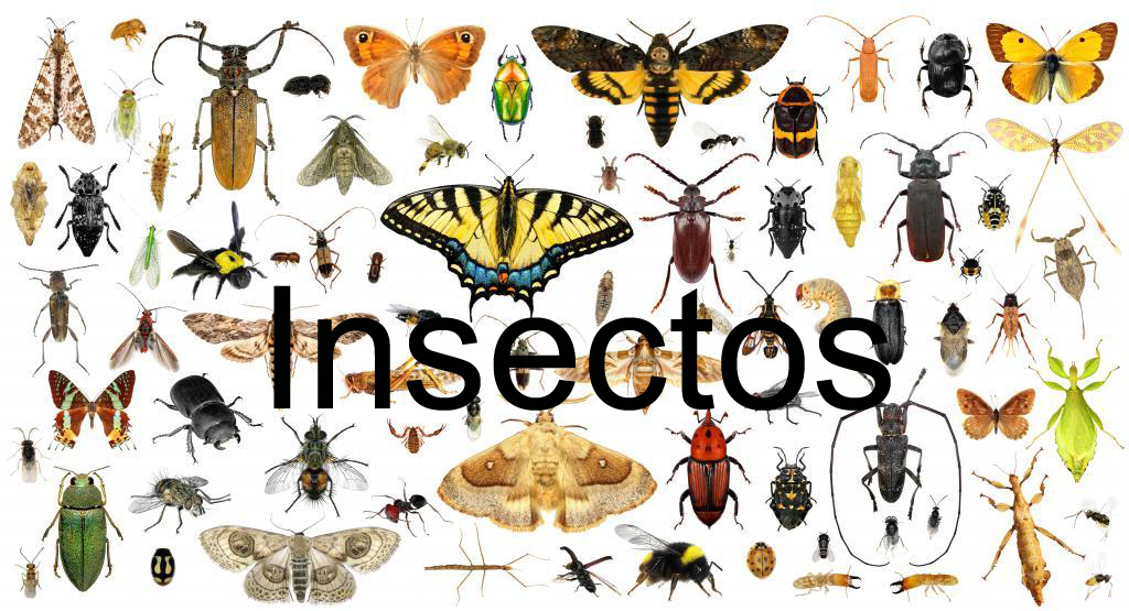 Insectos y los daños que causan en los bonsái