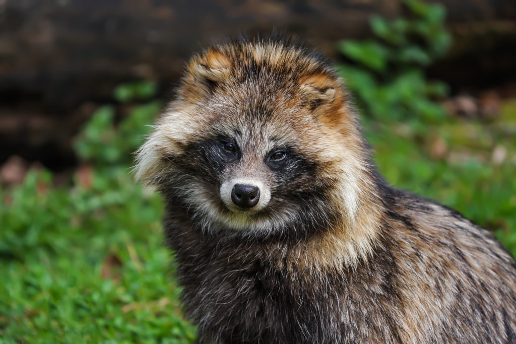 Así son los simpáticos tanuki, nyctereutes procyonoides