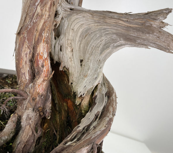 Detalle de un jin de la madera muerta del propio árbol