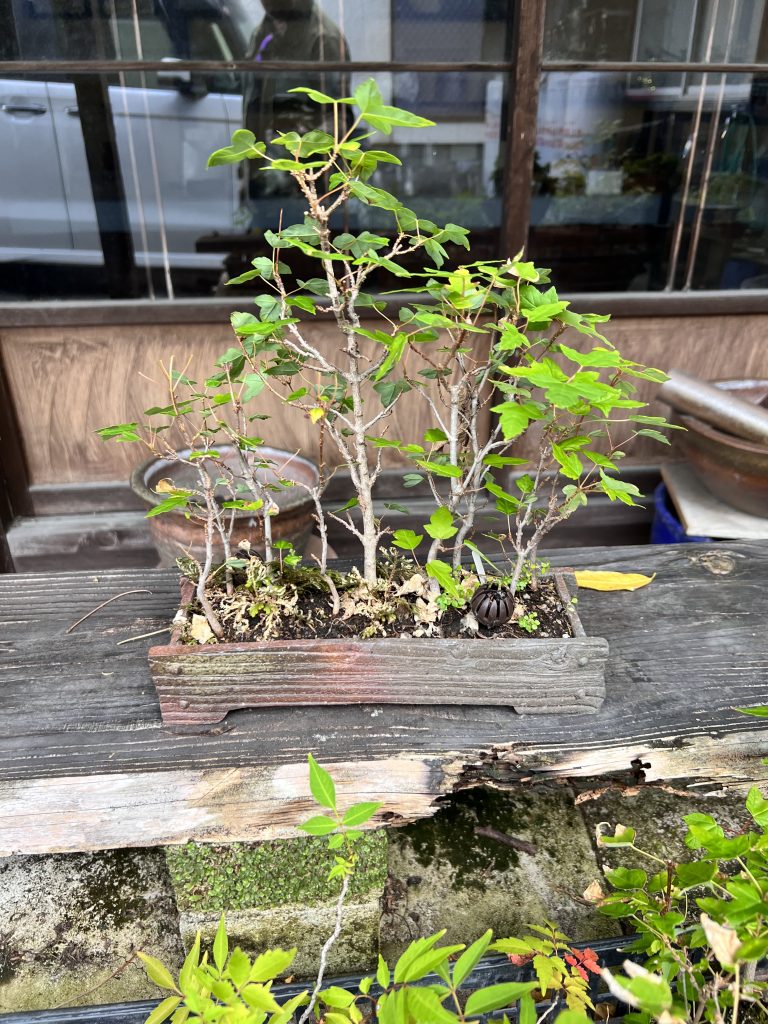 taller Shibakatsu 2 Laosgarden