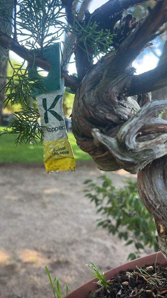 árbol Germán Laos Garden 2