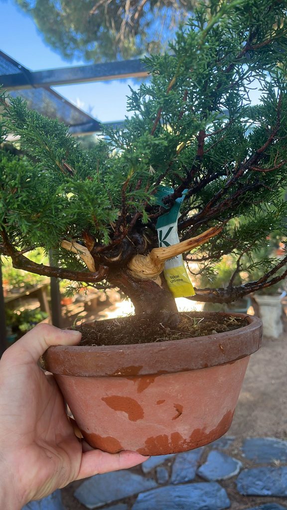 árbol Germán Laos Garden
