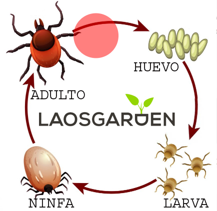 CICLO REPRODUCTIVO Laos Garden