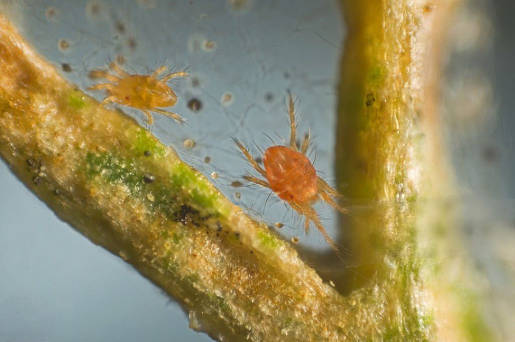 araña roja Laos Garden
