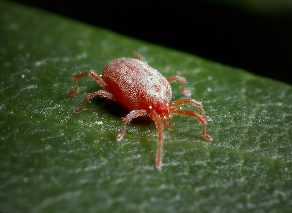 araña roja Laos Garden