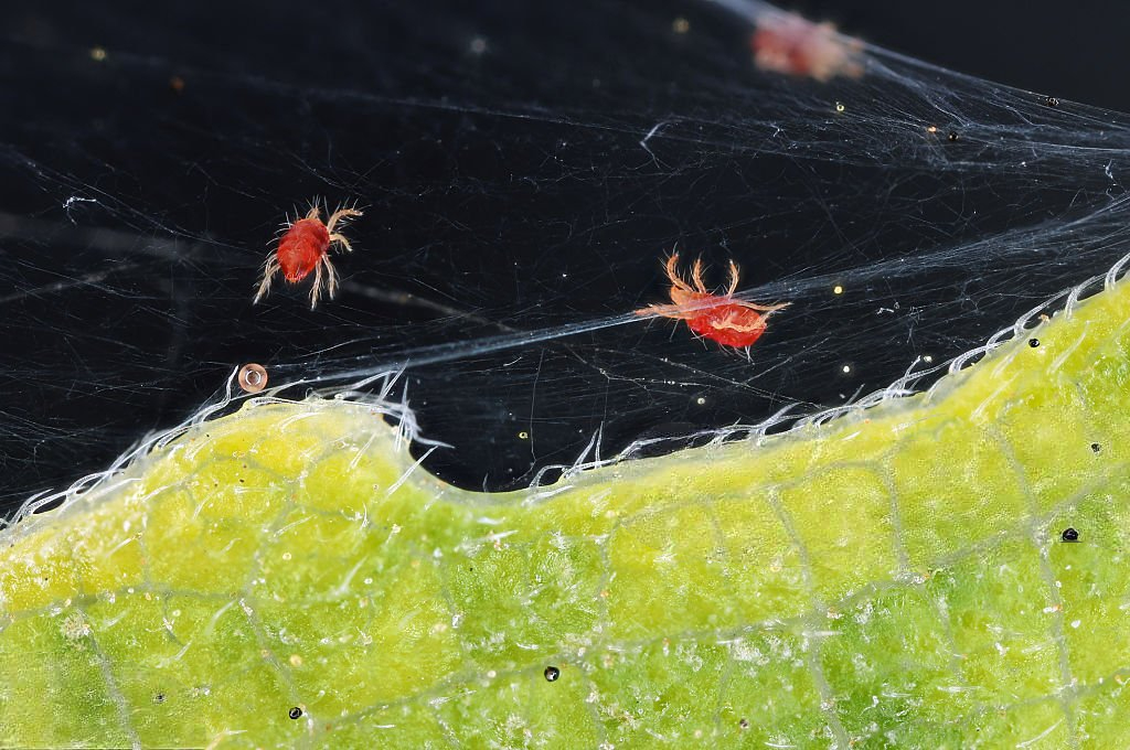 sedas araña Laos Garden
