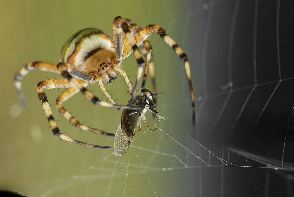 araña cazando Laos Garden