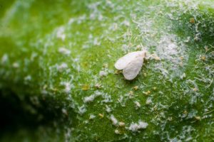mosca blanca portada Laos Garden