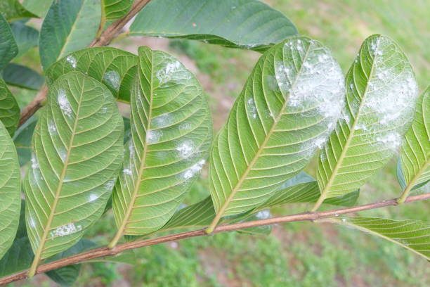 mosca blanca Laos Garden
