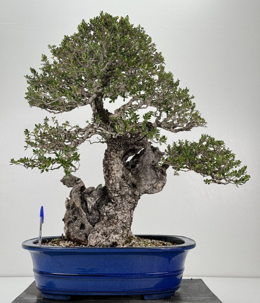 olivo 1a Laos Garden