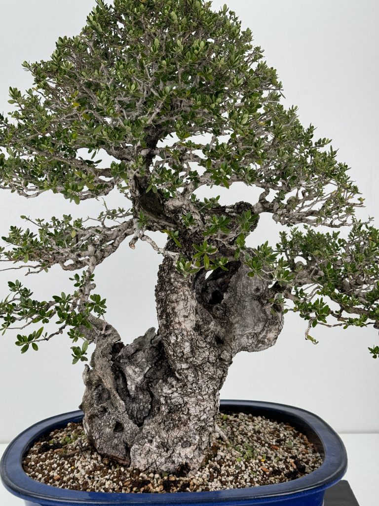 olivo 1b Laos Garden