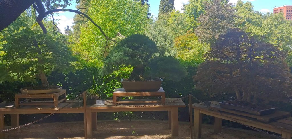 RJB bonsai 3 Laos Garden