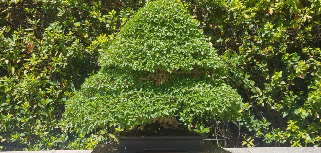 carpe coreano RJB Laos Garden