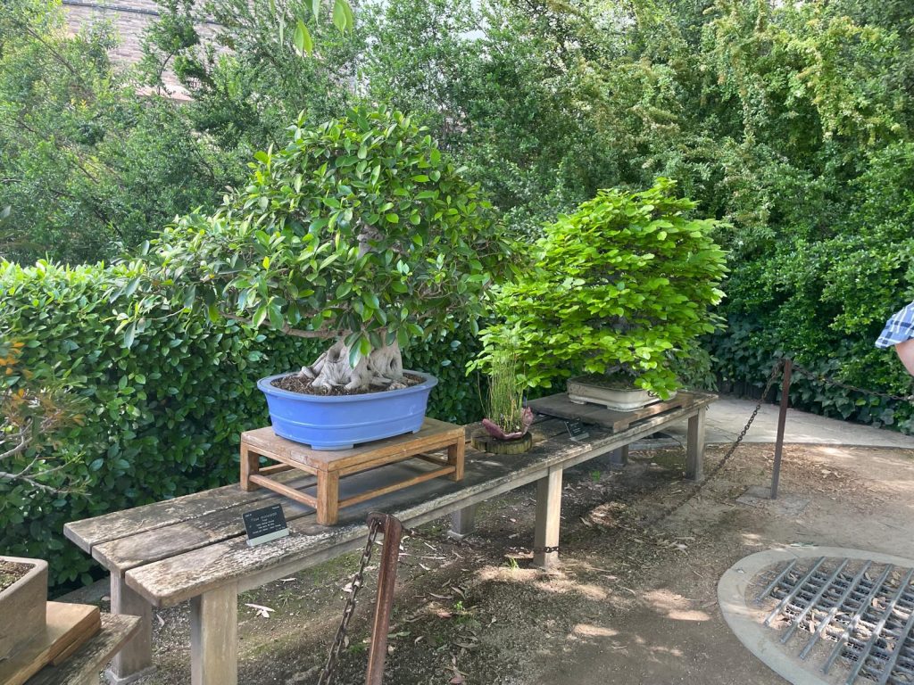 Bonsai RJB 6 Laos Garden