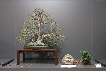 palmatum rjb Laos Garden
