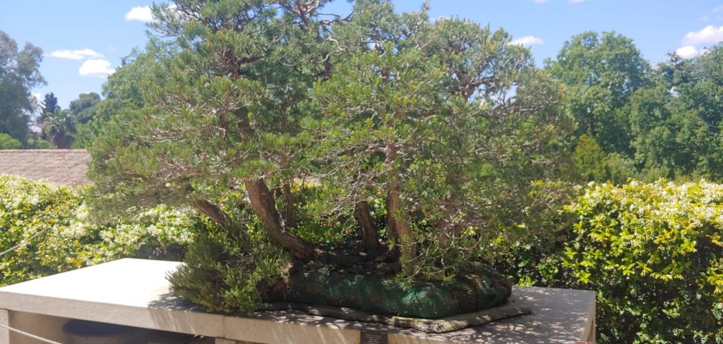 pino saburo kato Laos Garden