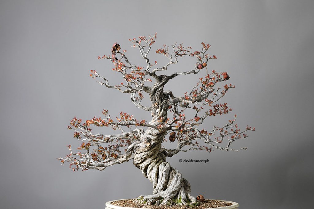 Granado nejikan RJB Laos Garden